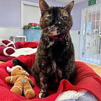adopt a pet