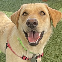 adopt a pet