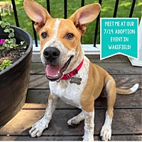 adopt a pet