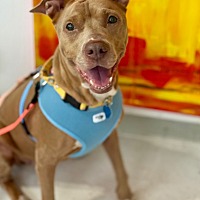 adopt a pet