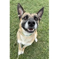 adopt-pet