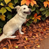 adopt-pet