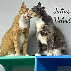 Photo of Julius & Velvet