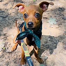 Photo of Diego Pending Adoption