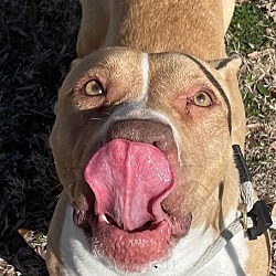 Thumbnail photo of Ginger - $75 Adoption Fee!  Diamond Dog! #4
