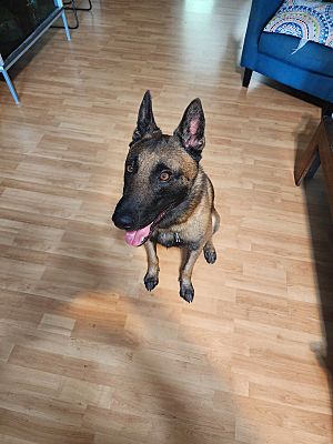 Houston, TX - Belgian Malinois. Meet Bowza a Pet for Adoption ...