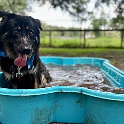 Thumbnail photo of Kevin-water loving + leash walking dream #3