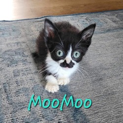 Thumbnail photo of Moo Moo #2