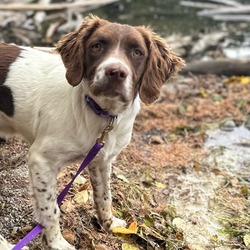 Thumbnail photo of Phoebe the Brittany! #4