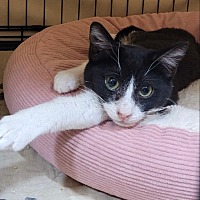 adopt a pet