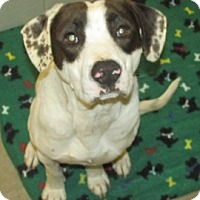 Aiken, SC - Retriever (Unknown Type). Meet TOBEY a Pet for Adoption.