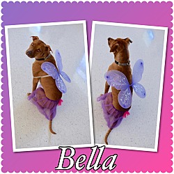 Thumbnail photo of Bella - Pawsitive Direction #1