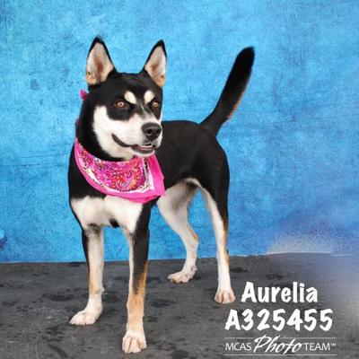 Conroe Tx Shiba Inu Meet Aurelia A Pet For Adoption