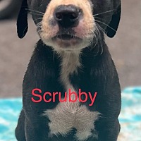 Photo of Scrubby