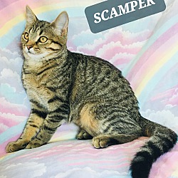 Thumbnail photo of SKAMPER #2