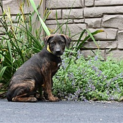 Photo of (PENDING)Caldwell - 14 week old male mixed breed