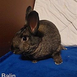 Photo of Balin (adoption pending)