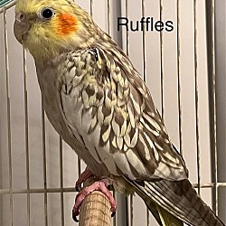 Thumbnail photo of Ruffles (Cage 1) #1