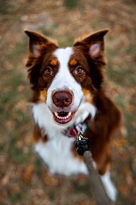 Sarasota, FL - Australian Shepherd. Meet Wolfie a Pet for Adoption ...