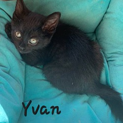 Thumbnail photo of Yvan #1