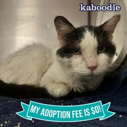 Thumbnail photo of Kaboodle #1