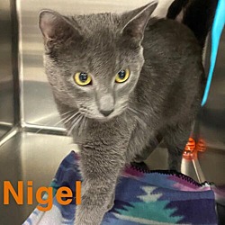 Thumbnail photo of Nigel #1