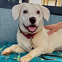 adopt a pet