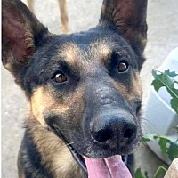 adopt a pet