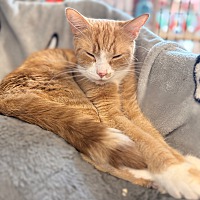 adopt-pet