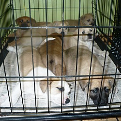 Thumbnail photo of Shepherd/lab pups #1