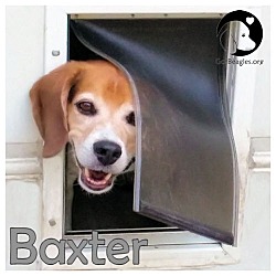 Thumbnail photo of Baxter #1