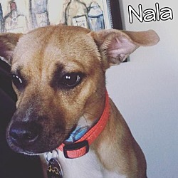 Photo of Nala