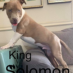 Thumbnail photo of King soloman #2
