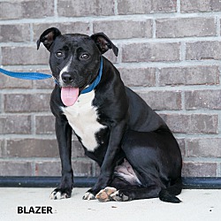 Thumbnail photo of Blazer #2