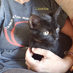 Thumbnail photo of Licorice (Licky) #2