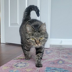 Photo of Kitty
