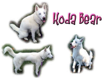 koda bear dog