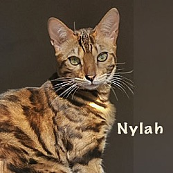 Photo of Nylah