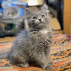 Photo of Apple Jack