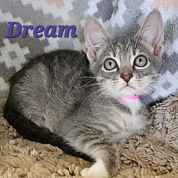 Thumbnail photo of Dream #1