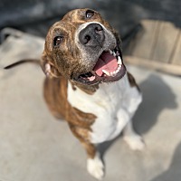 adopt a pet