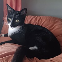 adopt a pet
