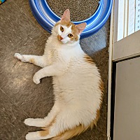 adopt a pet