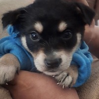 adopt-pet