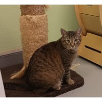adopt-pet