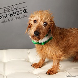 Thumbnail photo of Hobbes #2