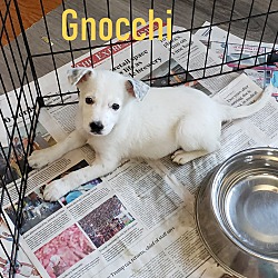 Thumbnail photo of Gnocchi #1