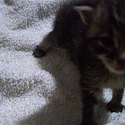 Thumbnail photo of Kitten #3