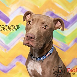 Thumbnail photo of Snoop~Pending Adoption ~ #2