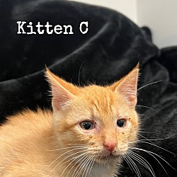 Thumbnail photo of Kitten A, B, C, and D #2
